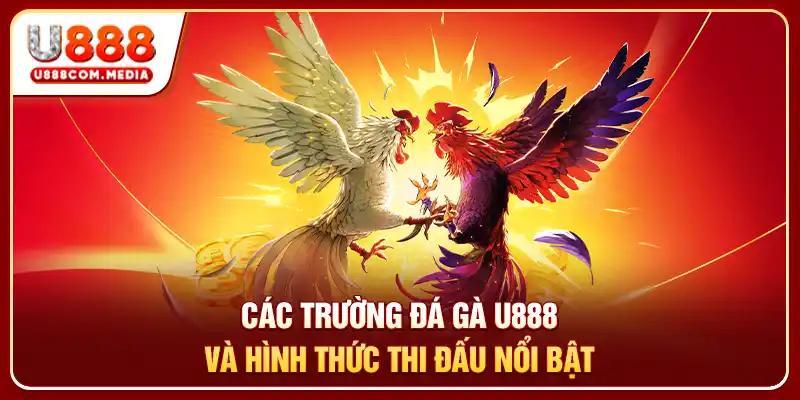 Các trường đá gà U888 và hình thức thi đấu nổi bật