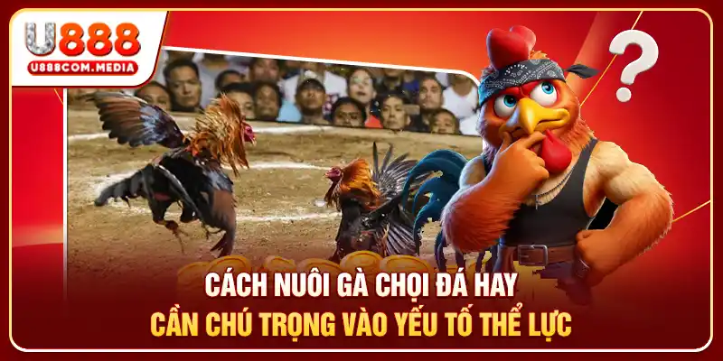 Cách nuôi gà chọi đá hay cần chú trọng vào yếu tố thể lực