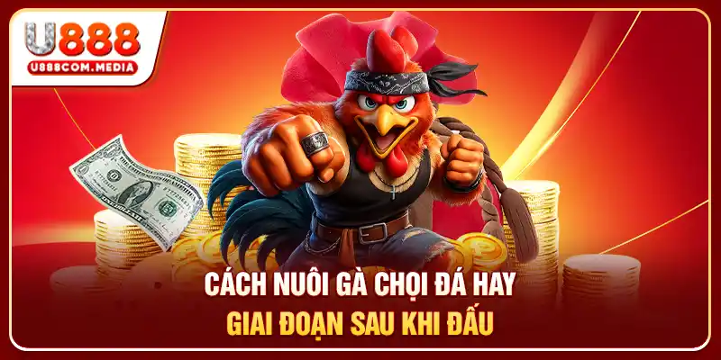 Cách nuôi gà chọi đá hay giai đoạn sau khi đấu